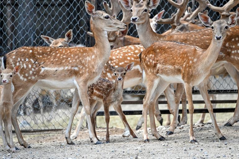 Tarsus Doğa Parkı, yeni yavrularla renklendi