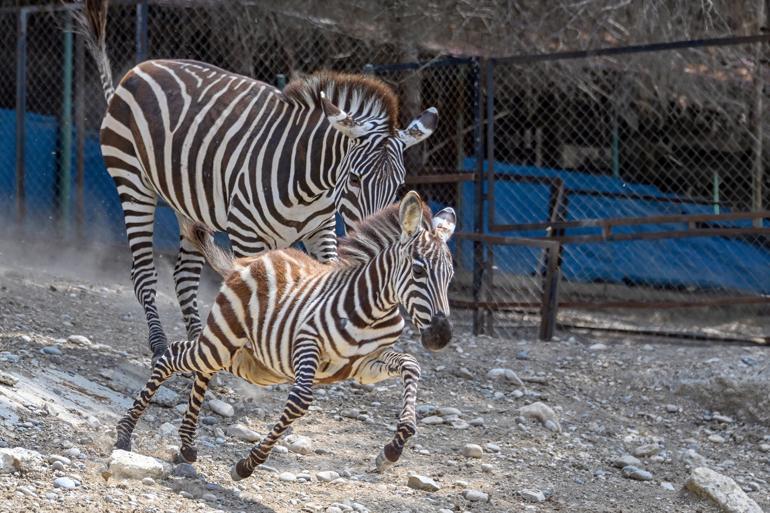 Tarsus Doğa Parkı, yeni yavrularla renklendi