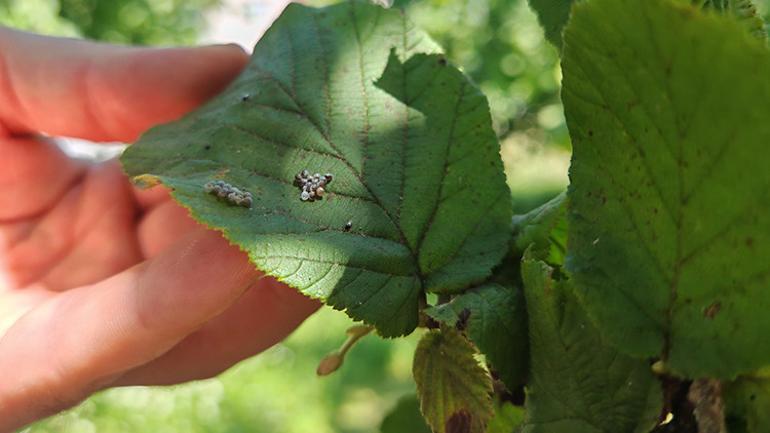 Kokarca savaşı 1 milyon samuray arısı doğaya salınacak