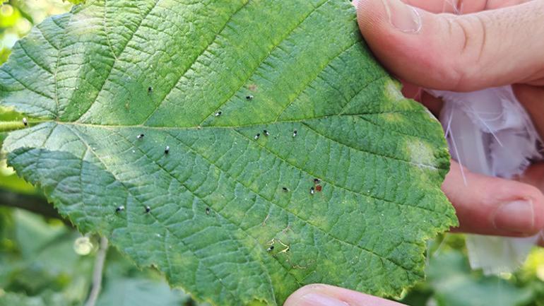 Kokarca savaşı 1 milyon samuray arısı doğaya salınacak