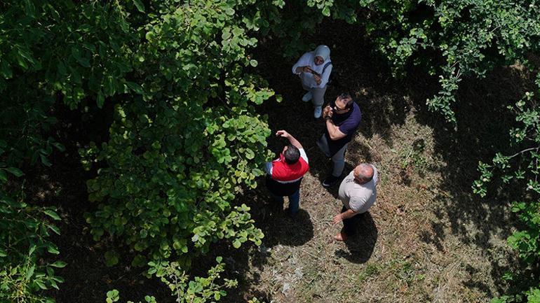 Kokarca savaşı 1 milyon samuray arısı doğaya salınacak