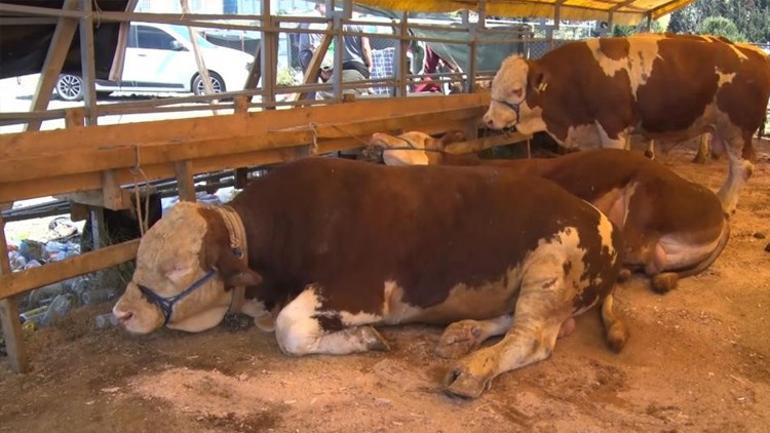 ‘Acele’ koduyla tüm pazarlar kapatıldı Genetik değişiklik tespit edildi