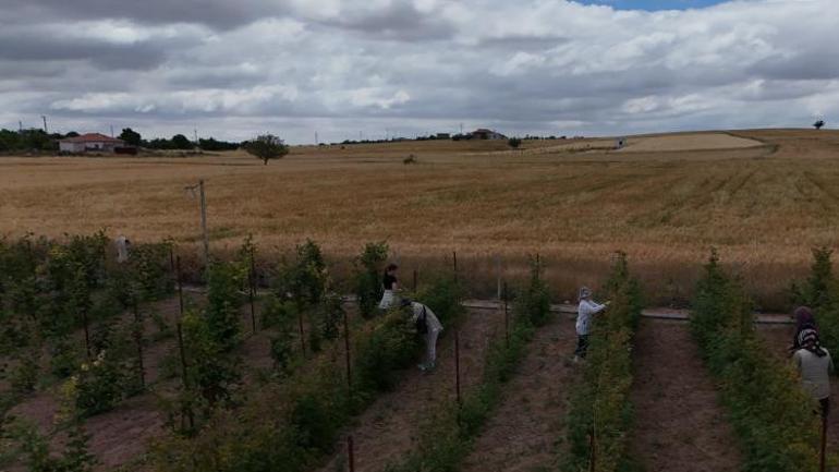 5 yıl önce kurdu şimdi talebe yetişemiyor Vatandaş eli boş dönüyor