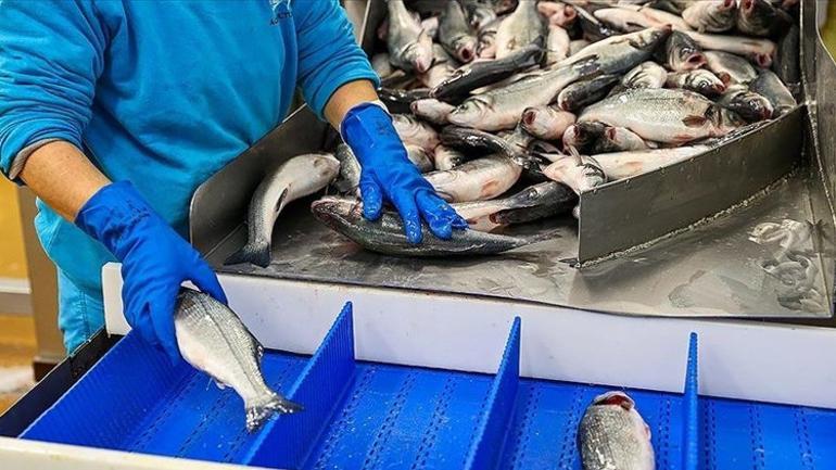 Türk ürünleri ABDlilerin gözdesi oldu İhracat 3 katına çıktı