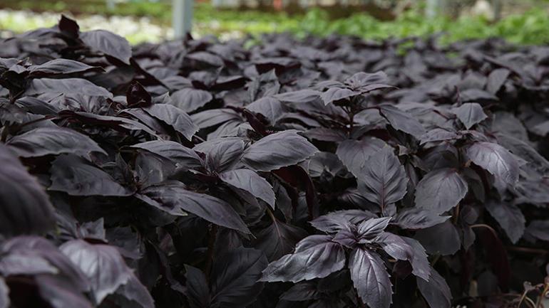 Ne tarlası var ne traktörü Ayda 10 ton üretim yapıyor, aynı gün sofrada...