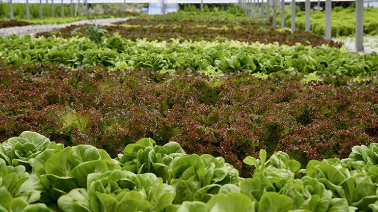 Ne tarlası var ne traktörü Ayda 10 ton üretim yapıyor, aynı gün sofrada...