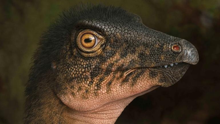 Auf dem Parkplatz des Museums wurde eine 67 Millionen Jahre alte Überraschung gefunden.