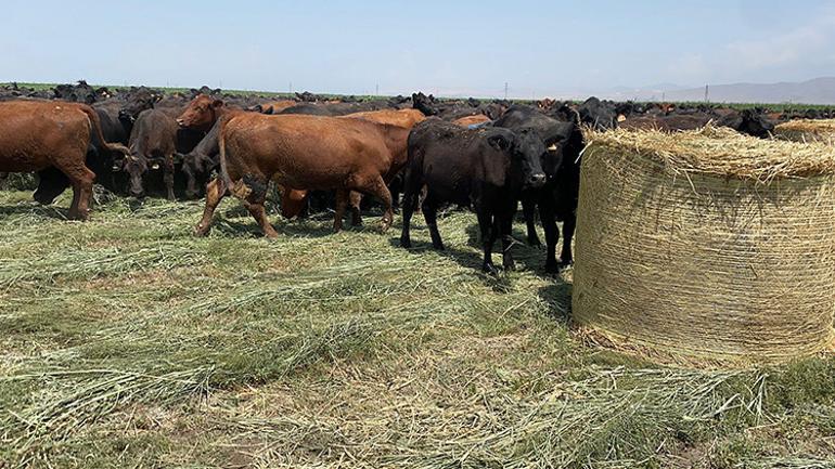 Bakan Yumaklı açıkladı Üreticiye hayvan başına 18 bin lira destek