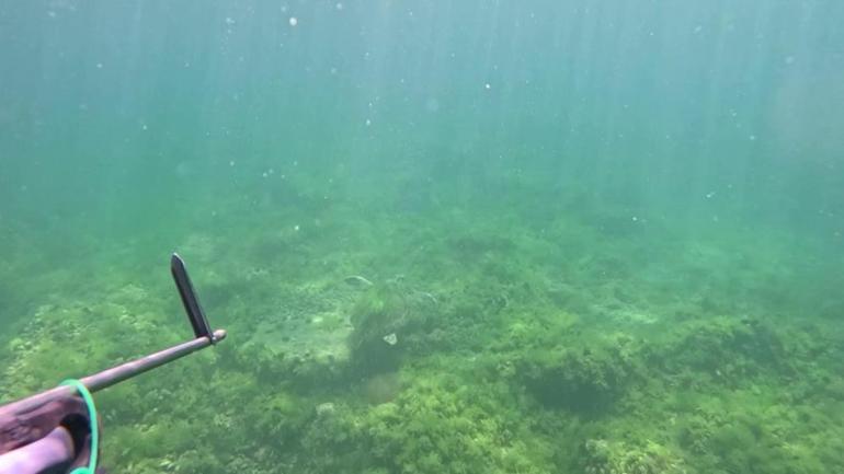 Marmara Denizi’nde bir ilk yaşandı Canlı bir şekilde ilk defa görüntülendi