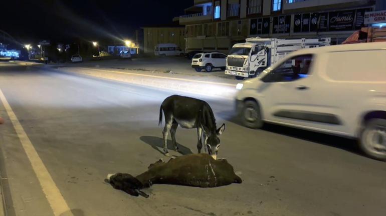 Hürriyet