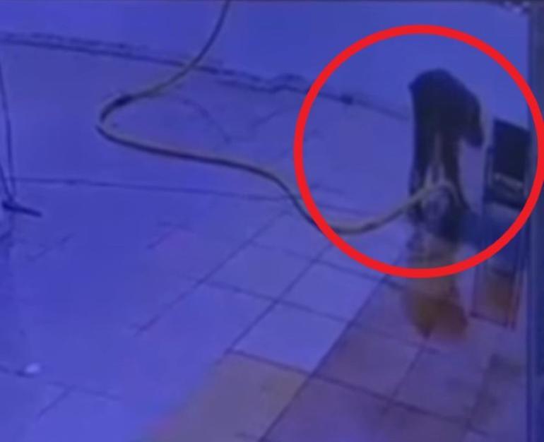 Bodrum Katta Facia: Kapirinkın ölağ orağ kamera kamera
