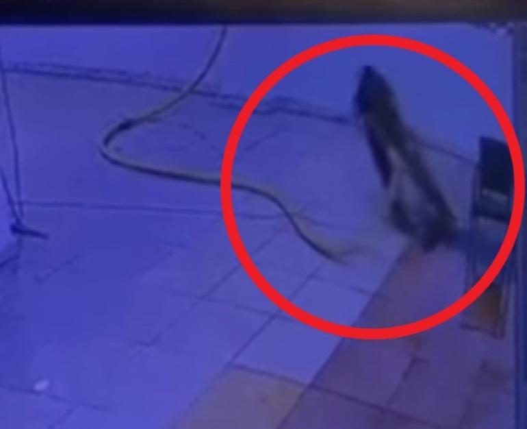 Bodrum Katta Facia: Kapirinkın ölağ orağ kamera kamera