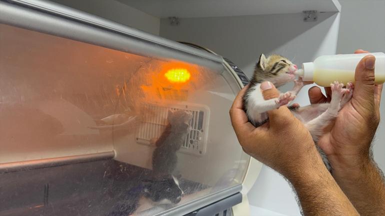 Bursadaki orman yangınında kaçıp 7 yavrusuyla maden ocağına sığınmış