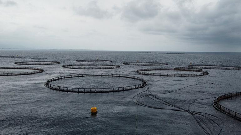 Hataydan Avrupa sofralarına