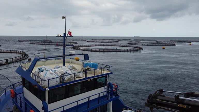 Hataydan Avrupa sofralarına