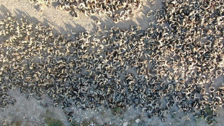 18 bin koç, 36 bin boynuz 2 yıllık serüven başladı