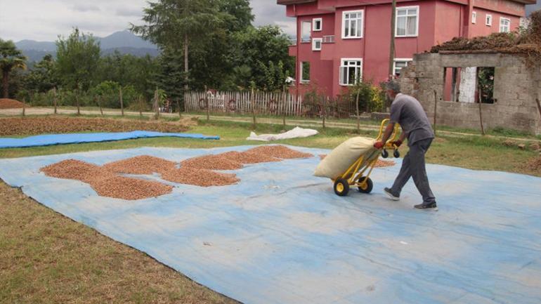 Fındık üreticilerinin zorlu mücadelesi
