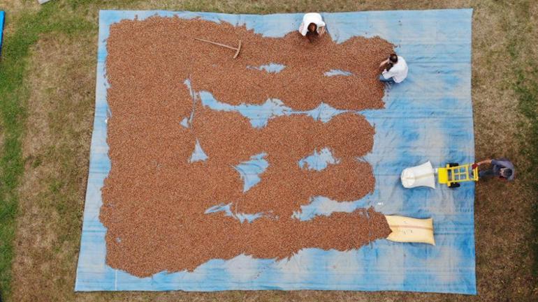 Fındık üreticilerinin zorlu mücadelesi