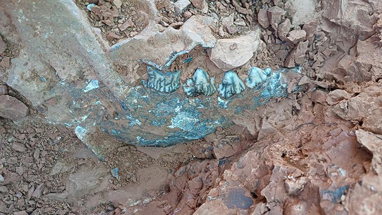 Tavastaki kazılarda bulunan fosil türü 27ye ulaştı