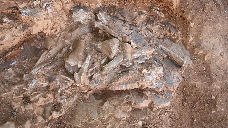 Tavastaki kazılarda bulunan fosil türü 27ye ulaştı