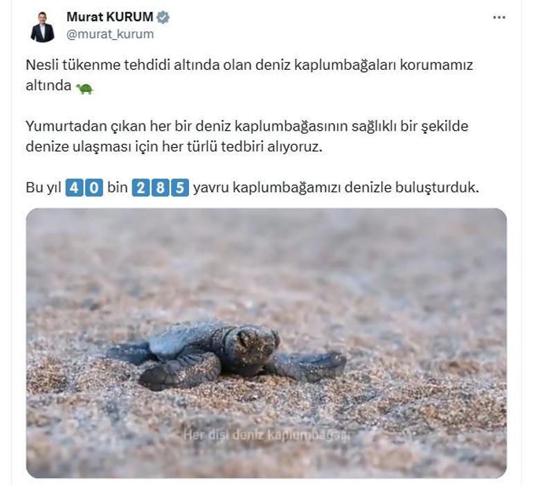 Çevre, Şehircilik ve İklim Değişikliği Bakanı Murat Kurum: 40 bin 285 yavru kaplumbağamızı denizle buluşturduk