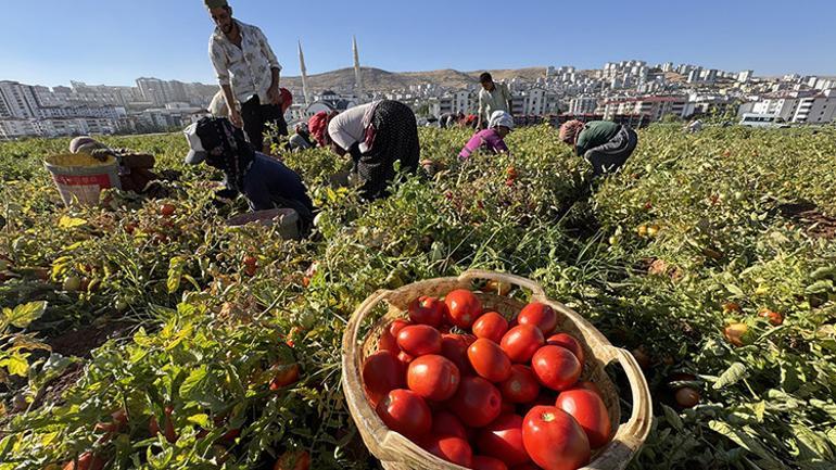 Göç ettiler, çadır kurdular, üretime başladılar Tarladan Türkiye’ye