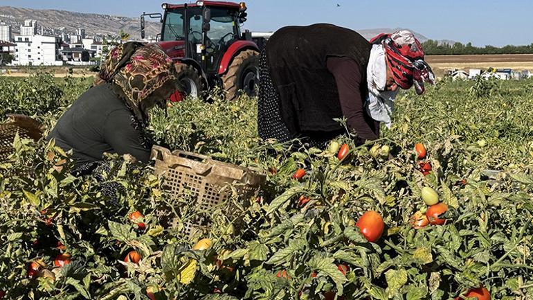 Göç ettiler, çadır kurdular, üretime başladılar Tarladan Türkiye’ye