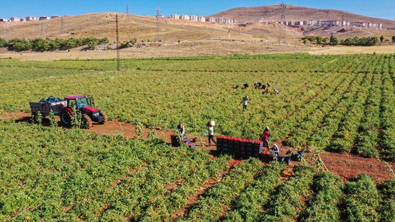 Göç ettiler, çadır kurdular, üretime başladılar Tarladan Türkiye’ye