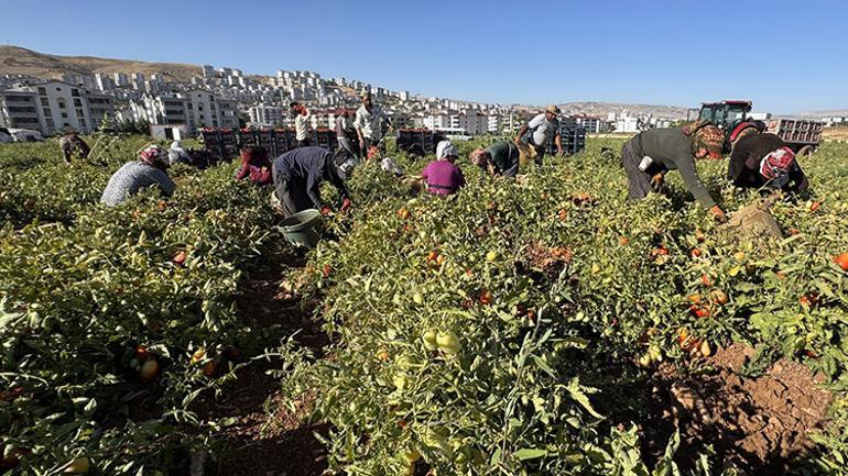 Göç ettiler, çadır kurdular, üretime başladılar Tarladan Türkiye’ye