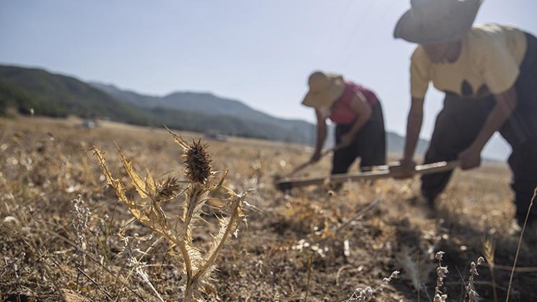 Kökten gelen lezzet Köylüler kilosunu 5 bin TLye satıyor