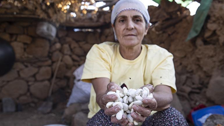 Kökten gelen lezzet Köylüler kilosunu 5 bin TLye satıyor