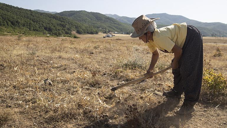 Kökten gelen lezzet Köylüler kilosunu 5 bin TLye satıyor