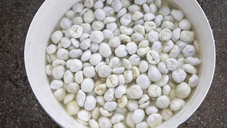 Kökten gelen lezzet Köylüler kilosunu 5 bin TLye satıyor