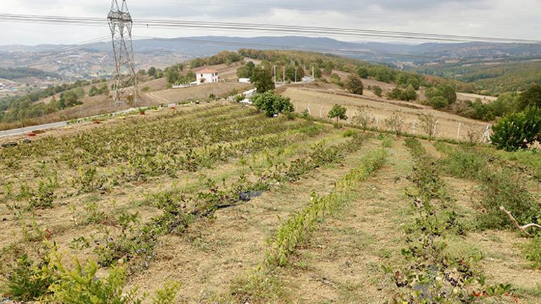 Hastalığına şifa aradı, hayatının işini buldu Daha dalındayken sattı