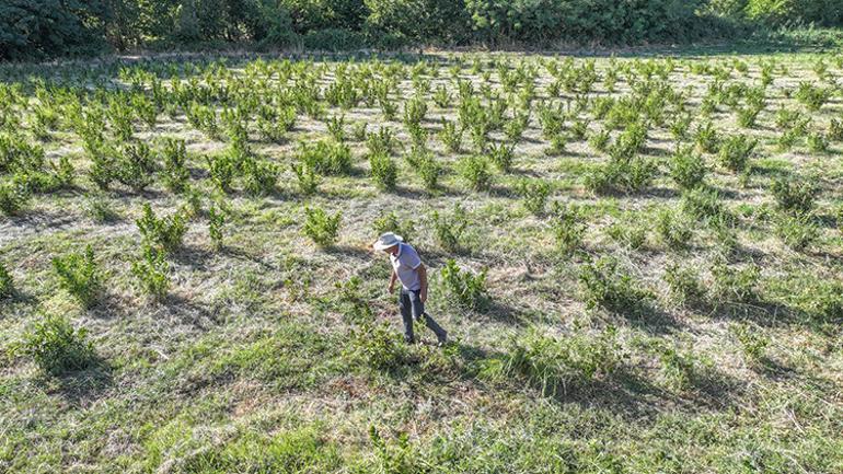 Kanserden kaybettiği eşi için bulamadı Şimdi üretip ücretsiz dağıtıyor