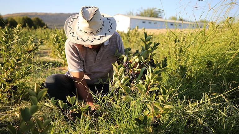 Kanserden kaybettiği eşi için bulamadı Şimdi üretip ücretsiz dağıtıyor