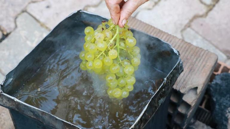 Sadece bu köyde yetişiyor Gölgede saklı yeşil altın