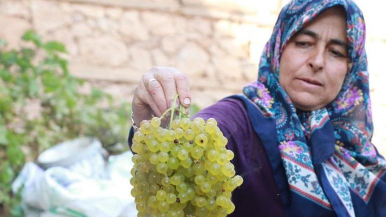 Sadece bu köyde yetişiyor Gölgede saklı yeşil altın