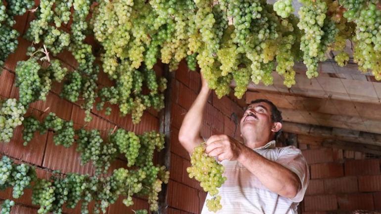 Sadece bu köyde yetişiyor Gölgede saklı yeşil altın