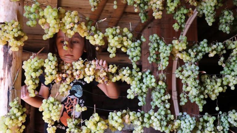 Sadece bu köyde yetişiyor Gölgede saklı yeşil altın