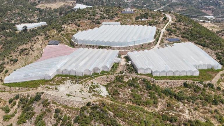 46 derece sıcaklıkta ithalata meydan okuyor Tek işimiz bu