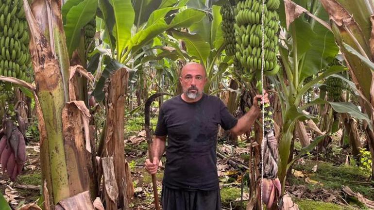 46 derece sıcaklıkta ithalata meydan okuyor Tek işimiz bu