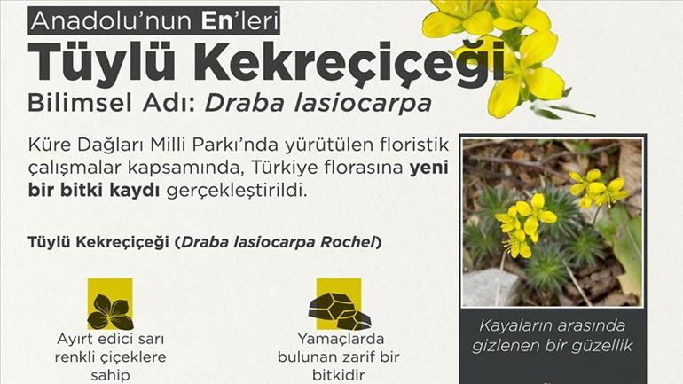Tüylü Kekreçiçeği bitki florasına eklendi