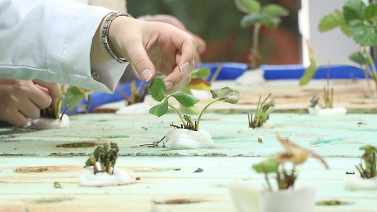 Japon balığı gübresiyle topraksız çilek mucizesi
