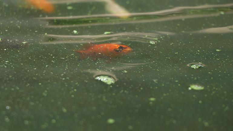 Japon balığı gübresiyle topraksız çilek mucizesi