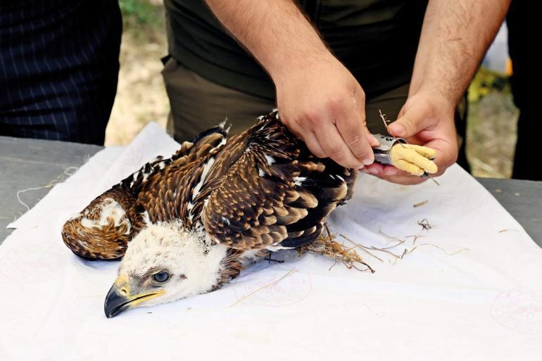 Juventus’un siber kaleleri Türklere emanet