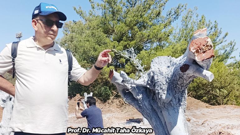 İşte Yeniköy’ün taşınan ağaçları