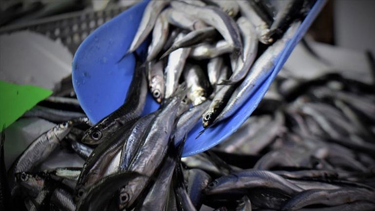 Hamsi bolluğu yaşanıyor Fiyatı düştü: 3 ay daha böyle çok ucuza gider