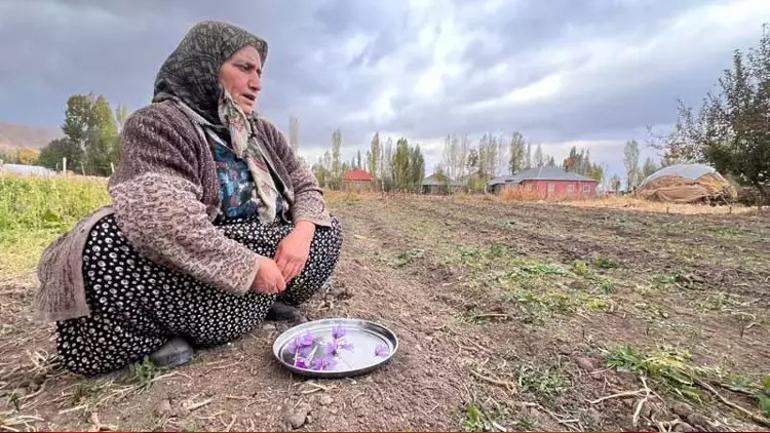 Kilosu 600 bin TL’ye kadar çıktı Hakkari’de ilk hasat