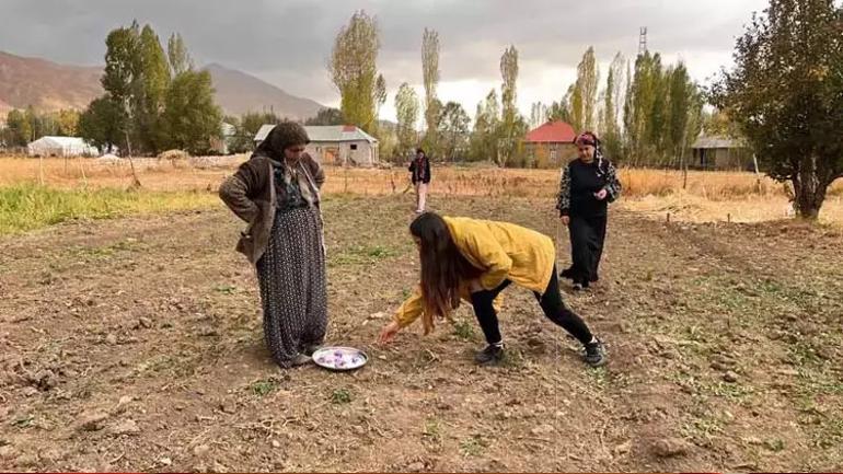 Kilosu 600 bin TL’ye kadar çıktı Hakkari’de ilk hasat